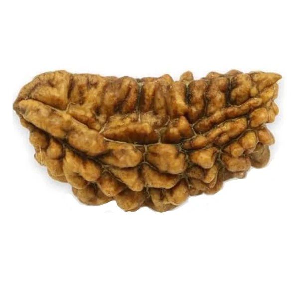 1-mukhi-rudraksh