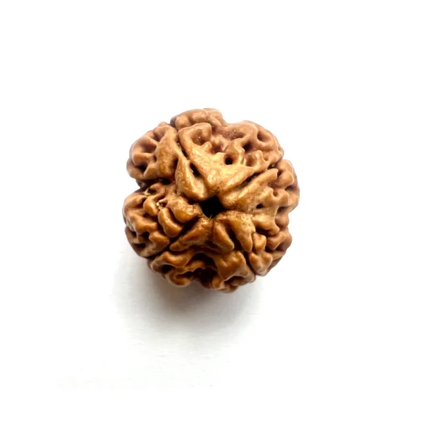 4-mukhi-rudraksh