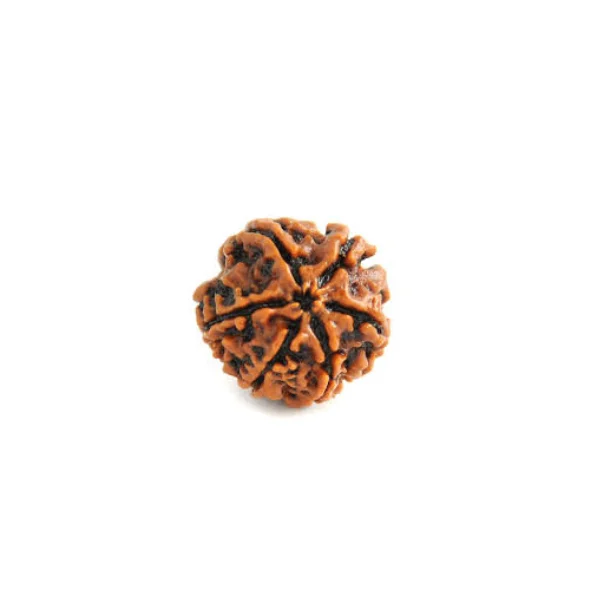 6-mukhi-rudraksh