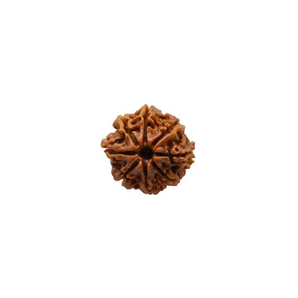 8-mukhi-rudraksh