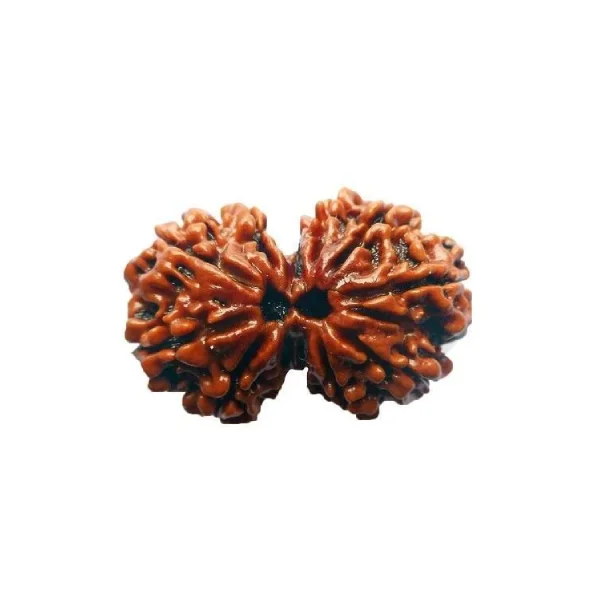 gauri-shankar-rudraksh